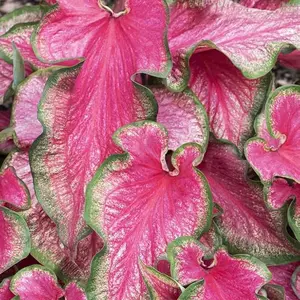 6 Rosebud Caladium Bulbs for Planting - Decorative Perennial Hosta, Elephant Ears, Great for your garden, Pink leaves