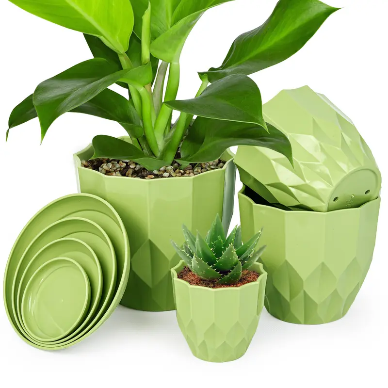buy elephant ears plant Upright Elephant Ear Bulbs Upright Elephant Ear Bulbs, Green main image 0