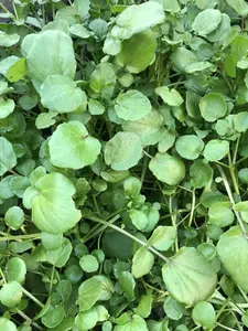 5 Fresh Watercress Cutting With Roots Live Vegetables Ready To Plant