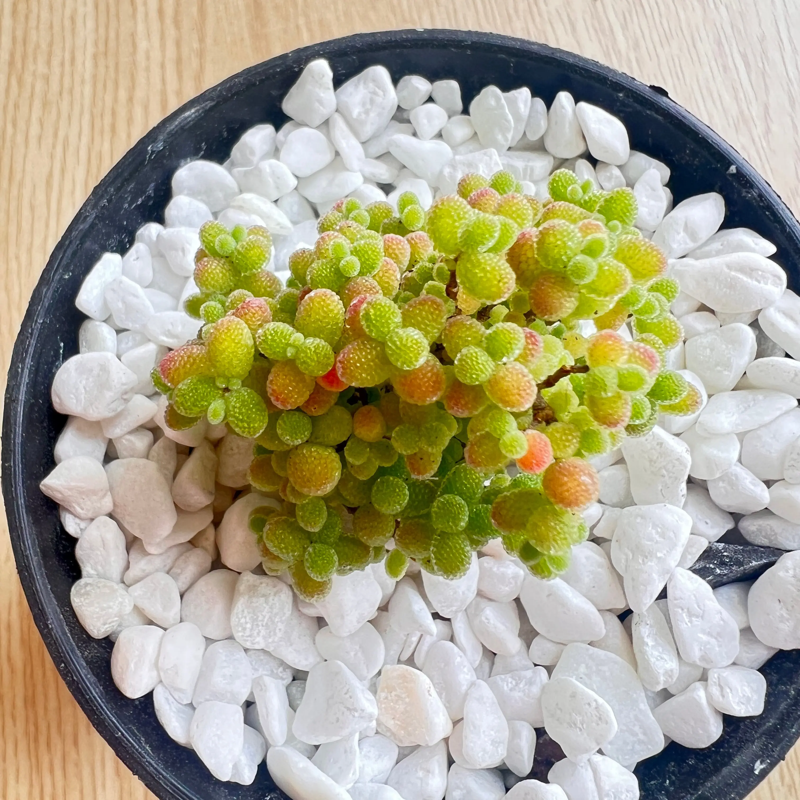 Live Drosanthemum Succulent Plant Bare Root, No Soil Included, Indoor Outdoor Decoration, Home Office Display, Garden Arrangement, Plant Collection