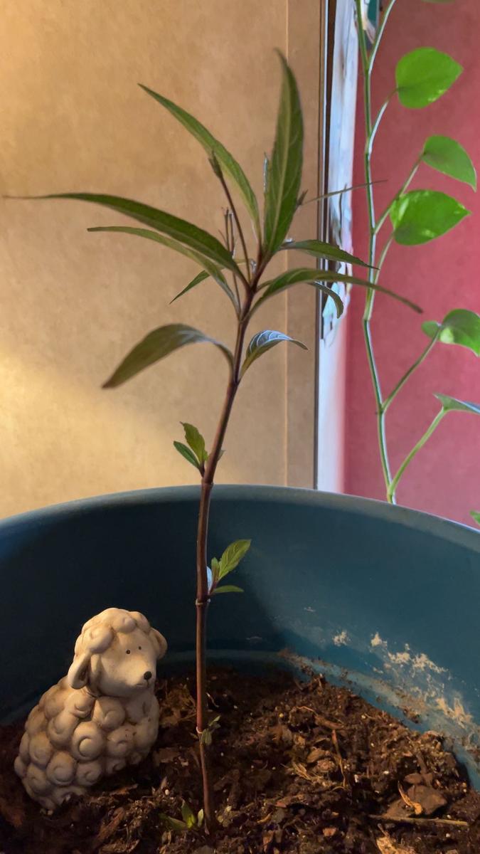 Item: 2 pcs[Free shipping]