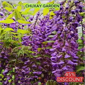 Romantic Snowflake, Dancer among the Vines 10 seeds  Wisteria Floribunda Flower Seeds - Lavender Purple Ornamental Vine Climber vine plant seeds
