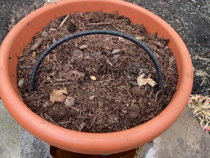 12 and 9-inch Grow Sticks Four