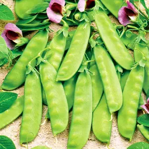 Zuckererbsen ‘Grijze Roodbloeiende’ Junior Pea Seeds (Pisum sativum var. saccharatum) – Beautiful red-flowering sugar pea with sweet, edible pods; an heirloom favorite for colorful garden displays.