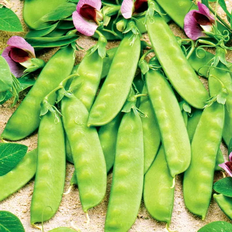 Zuckererbsen ‘Grijze Roodbloeiende’ Junior Pea Seeds (Pisum sativum var. saccharatum) – Beautiful red-flowering sugar pea with sweet, edible pods; an heirloom favorite for colorful garden displays.