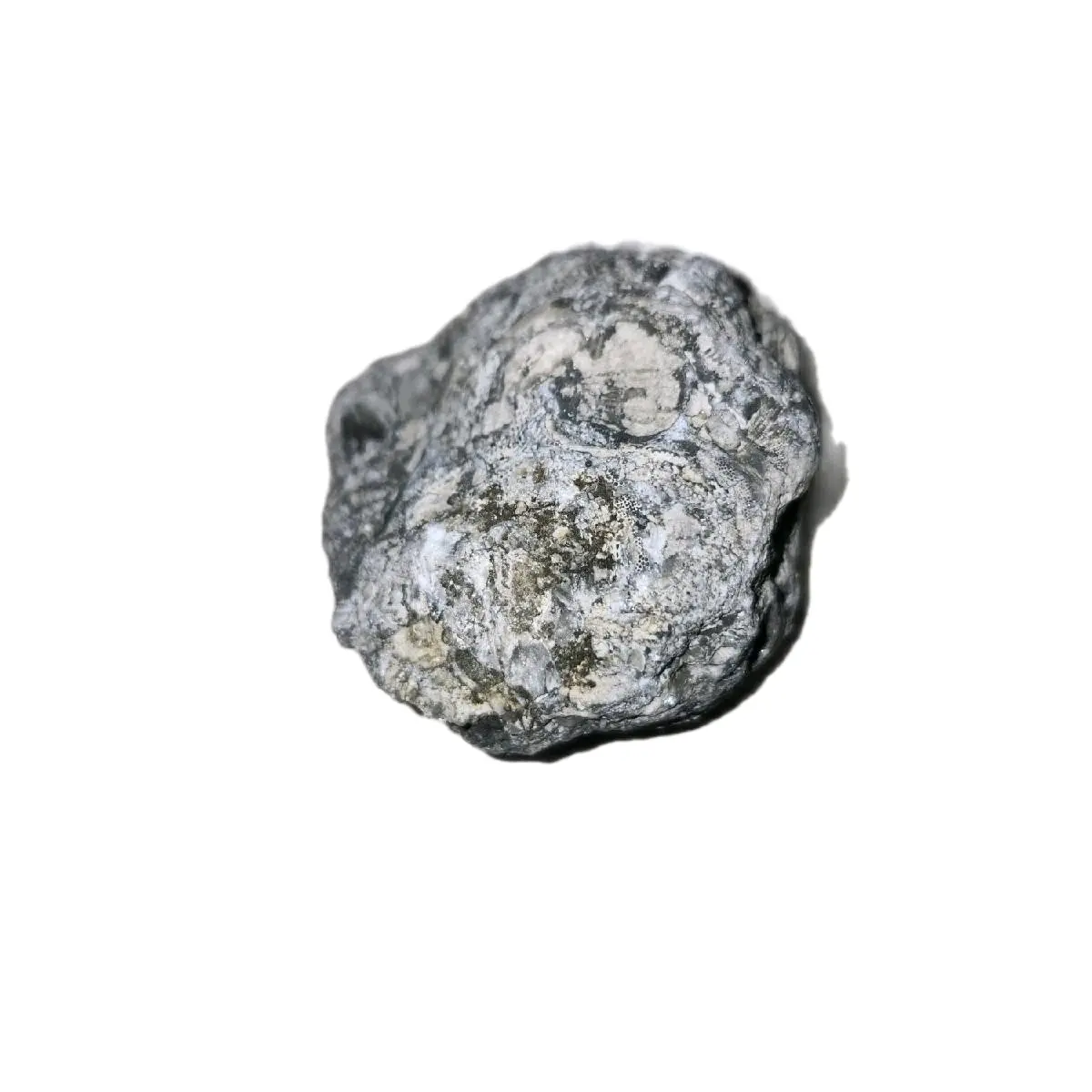 Small Marine Fossil Cluster Ordovician Period 400 Million Years Old Authentic