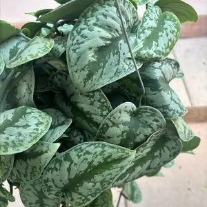 Pothos Silver Splash - 6 Inch