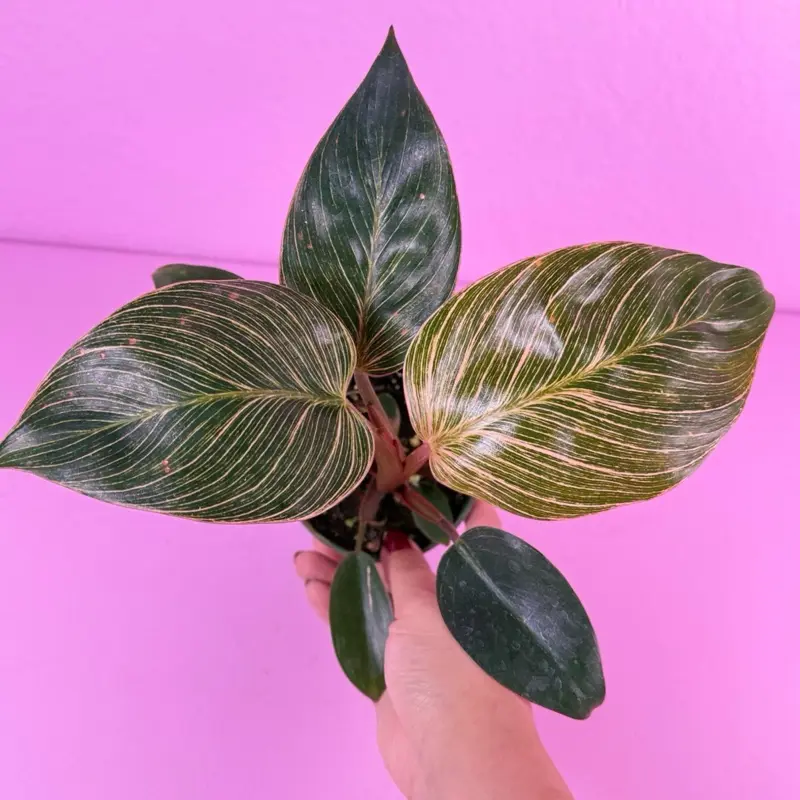 Philodendron Large Pink Birkin 4” | Rare Birkin Variegated | Collector Plant
