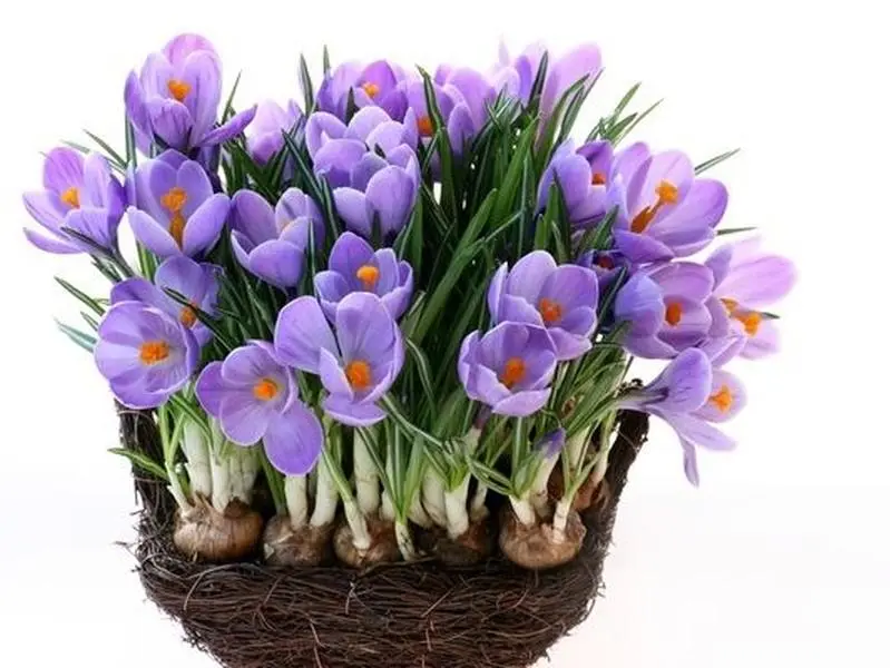 Crocus Sativus Bulbs, Saffron Flower Bulbs for Garden Planting, Hardy Perennial Blooming Plant