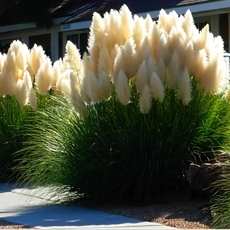 1000 seeds of high-quality reed grass - An amazing landscape decoration that significantly enhances the beauty of your garden