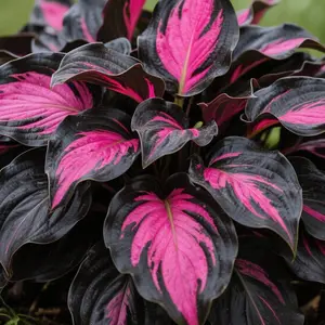 800+ Premium Flower Seeds - Fast-Growing, Low-Maintenance Perennials for Stunning Garden Landscaping! Attract Pollinators & Create Lush Greenery with Ease