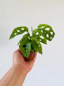 Monstera Swiss Cheese - Starter Plant - 3" Pot