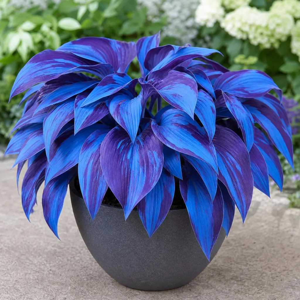 300 premium hosta seeds, high-germination, shade-loving perennial for lush garden beds and patio pots
