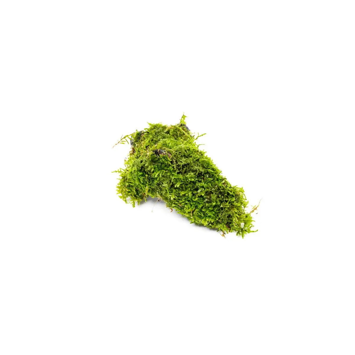Christmas Moss on Driftwood