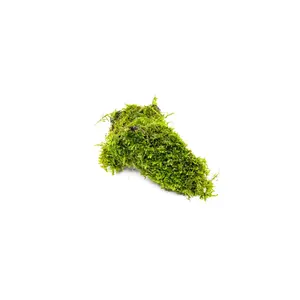 Christmas Moss on Driftwood