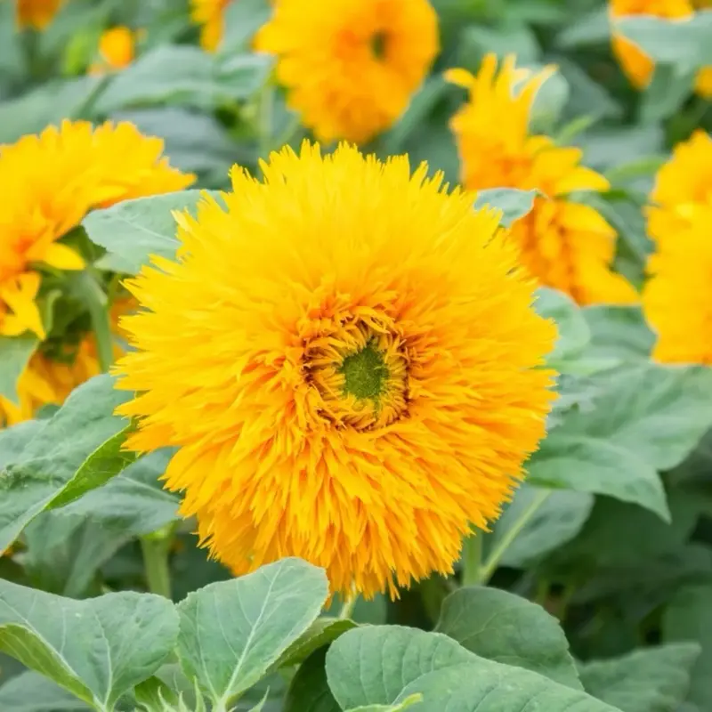 500 Teddy Bear Sunflower Seeds Fluffy Double Blooms Easy to Grow for Home Garden & Cut Flowers Compact Size Ideal for Pots and Small Gardens Fast Growing Beginner Friendly Non-GMO Heirloom Seeds