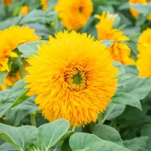 500 Teddy Bear Sunflower Seeds Fluffy Double Blooms Easy to Grow for Home Garden & Cut Flowers Compact Size Ideal for Pots and Small Gardens Fast Growing Beginner Friendly Non-GMO Heirloom Seeds
