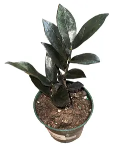 Raven ZZ Plant (Zamioculcas zamiifolia) 4"