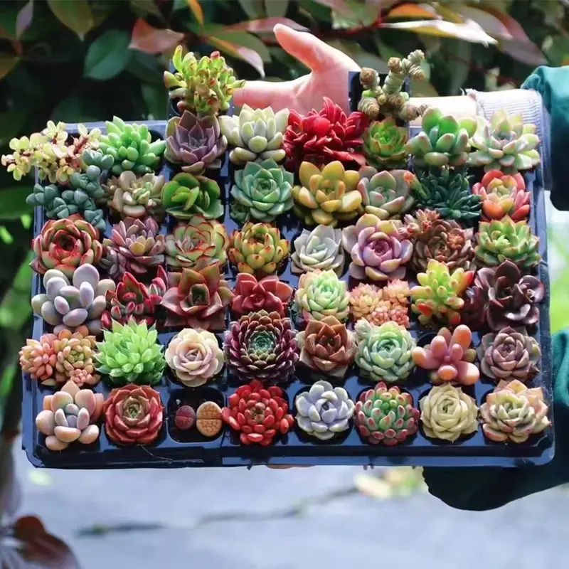 coreys world succulent - TikTok Shop