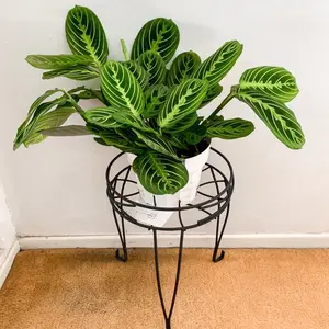 Green lemon lime maranta 6inch live plant Tropical Nature Decorative Decor Room