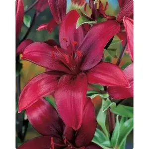 RED DESIRE Lily, (3 Bulbs) Gorgeous flowers