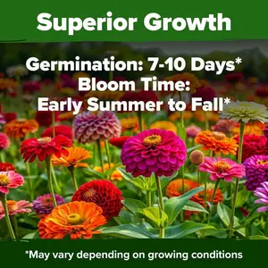 Zinnia Seeds - Pure Seeds - No Filler - USA Heirloom Flower Seeds