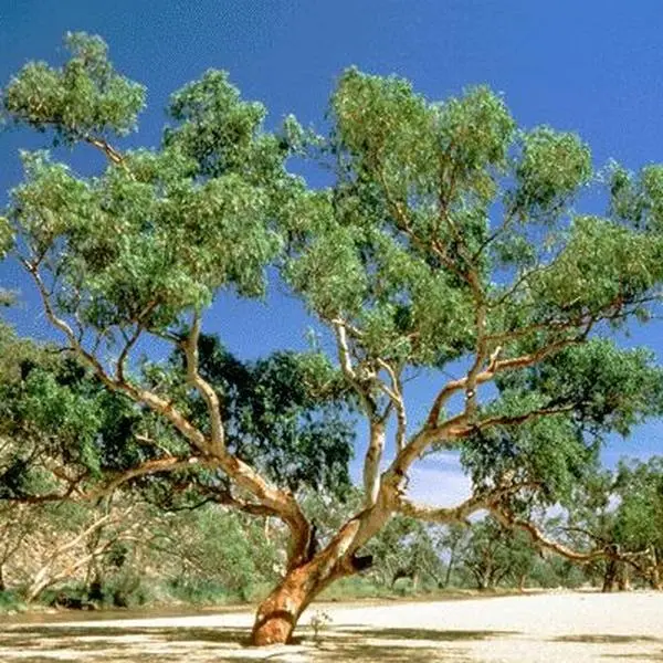 LIVE PLANT 3ft Eucalyptus Camaldulensis - River Red Gum