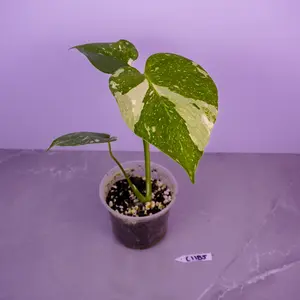 Monstera Thai Constellation Live Plant 4” Pot | Variegated Monstera | Cream Speckled Leaves