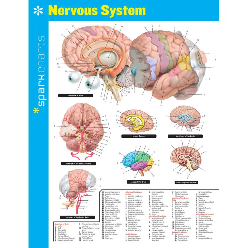 Nervous System SparkCharts