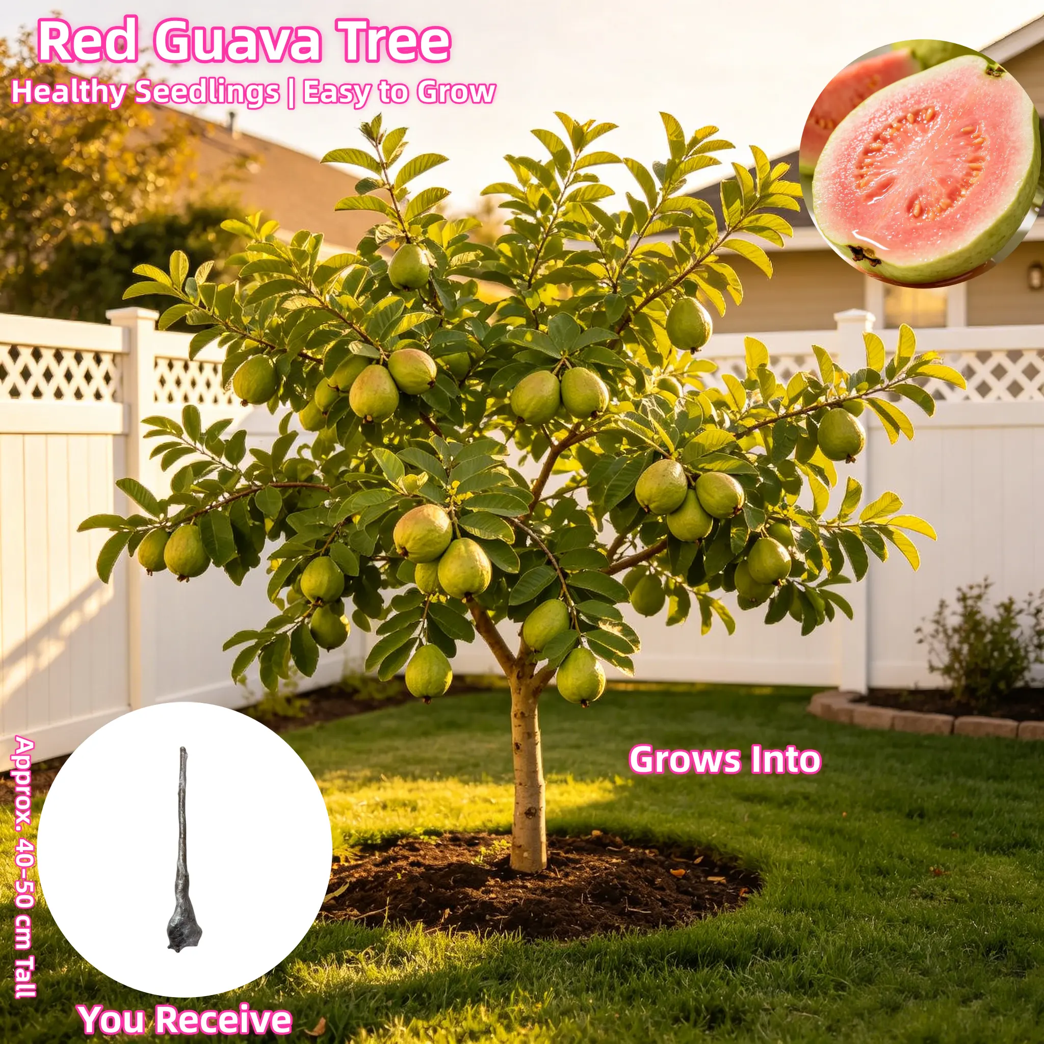 Live Guava Fruit Tree – Psidium guajava Sweet Tropical Plant 3-5 Yr Old Mature Bare Root 16-20in Fast Bearing Self-Pollinating for Patio Garden Outdoor Container Planting