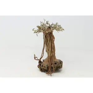 Aquarium Driftwood Bonsai Tree AquaScape Fish Planted Freshwater RM Random Pick