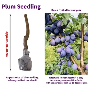 Heirloom Non-GMO Grafted Plum Tree Live Saplings – Perennial Fruit Tree Seedlings for Outdoor Garden & Yard Planting