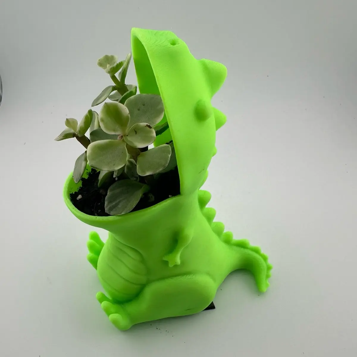Green Dinosaur Pot with Live Succulent