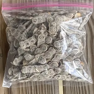 Nep Nep Acacia Nilotica Natural Seed