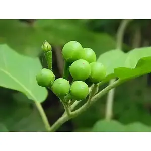 TURKEY BERRY SEEDS ,Pea Green Eggplant , Asian Vegetable