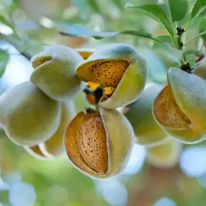 Raw Almond Grow Prunus Dulcis Seeds 3 Pack x 10 seeds Tropical Exotic Indoor Container Balcony Patio Growing