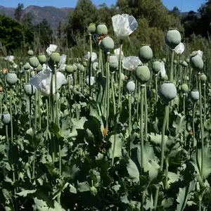 Peshawar Poppy Seeds for Planting Large White Flowers Huge Pods and Tan Seeds 250 Seed Packet Organic Winter Garden Ornamental