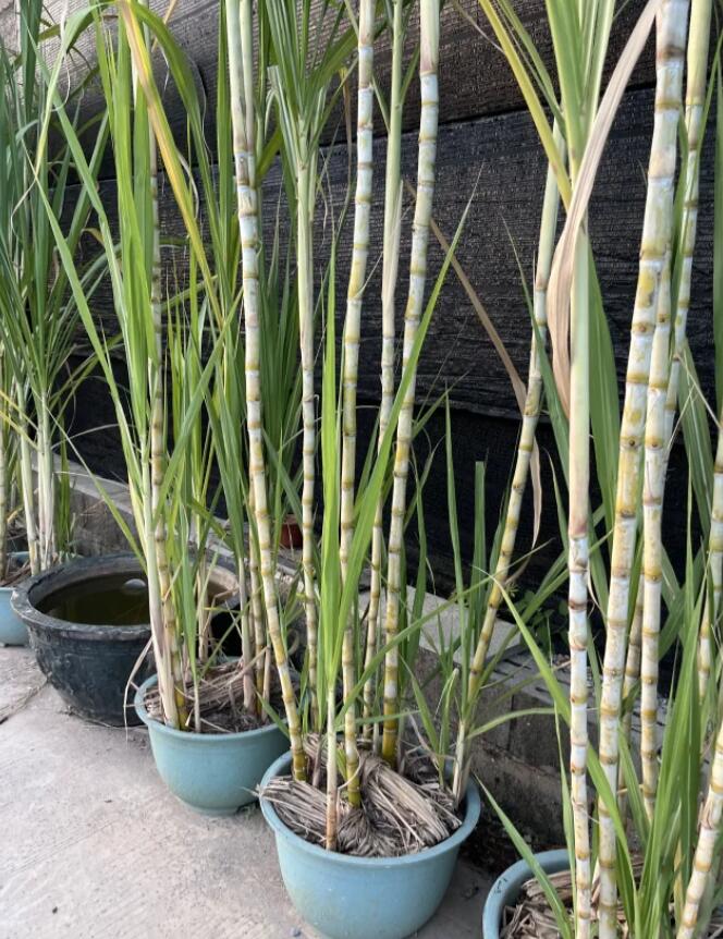 1000+ Sugar Cane Seeds, Sharing Pack, Rich in Sucrose Hybrid Make Suger Sweet Fruit Low-Maintenance  High Sucrose Hybrid, Low Maintenance, Sweet Fruit for Home Gardening