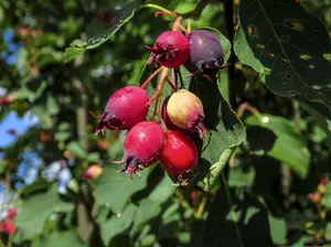 "Jennybelle" Juneberry / Saskatoon / Serviceberry
