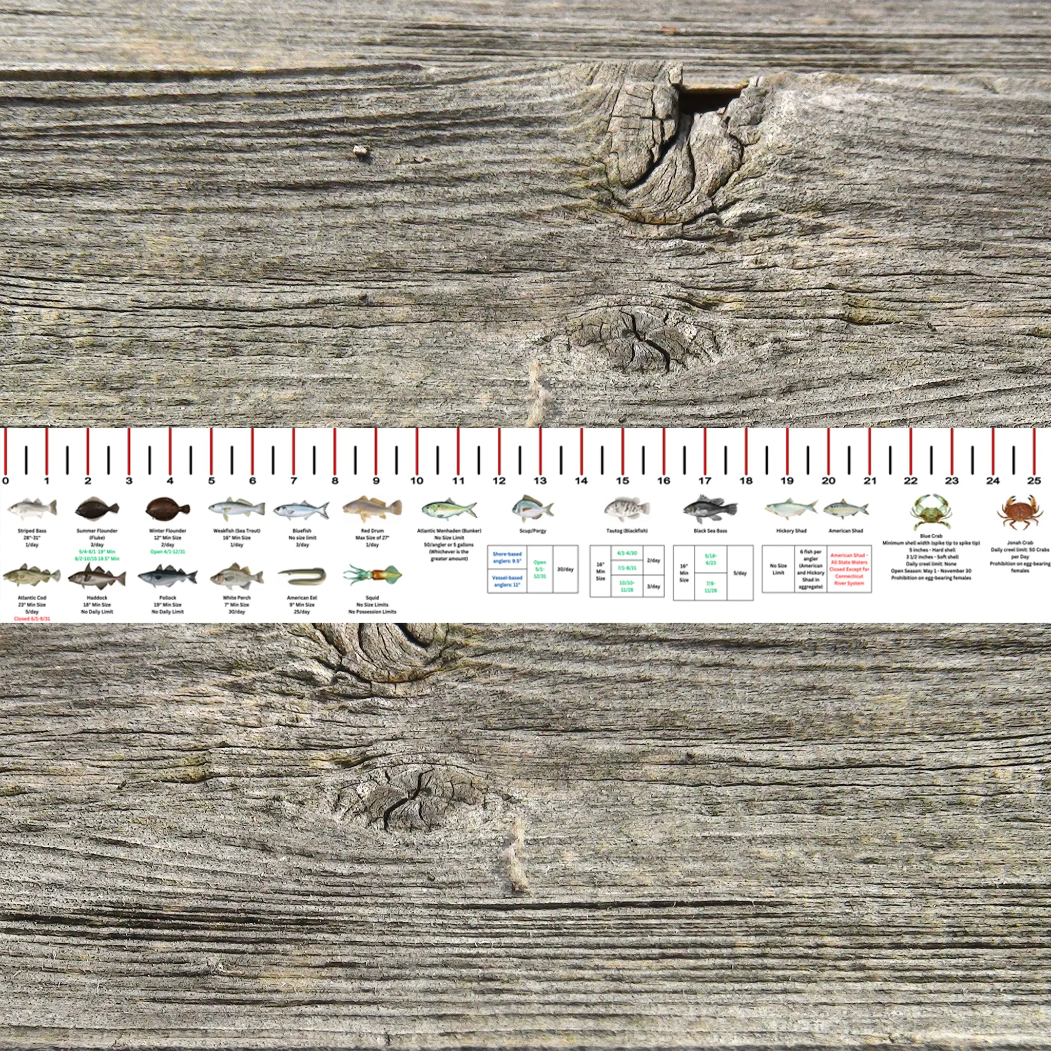 CONNECTICUT STATE WATERS SALT WATER RULER 50 INCH FISH ID AND STATE REGULATIONS FISH RULER DECAL