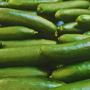 Heirloom Ashley Cucumber Seeds - Organic and Regenerative Gardening Seeds