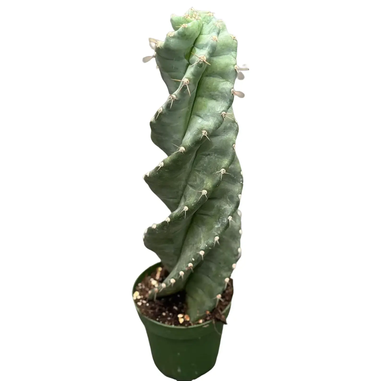 Spiralis Cactus 4” Potted Live Plant - Cereus Forbesii ‘Spiralis’ - Rare Exotic Cactus - Spiral Columnar Growth - Unique Architectural Plant - Tropical Gift - Unique Indoor Plant - Desert Decor - Blue-Green Foliage - Geometric Shape - Collector’s Item