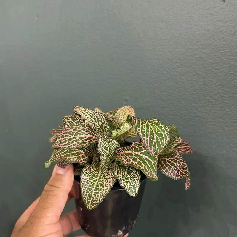 Pink Nerve 4 Inch Planter