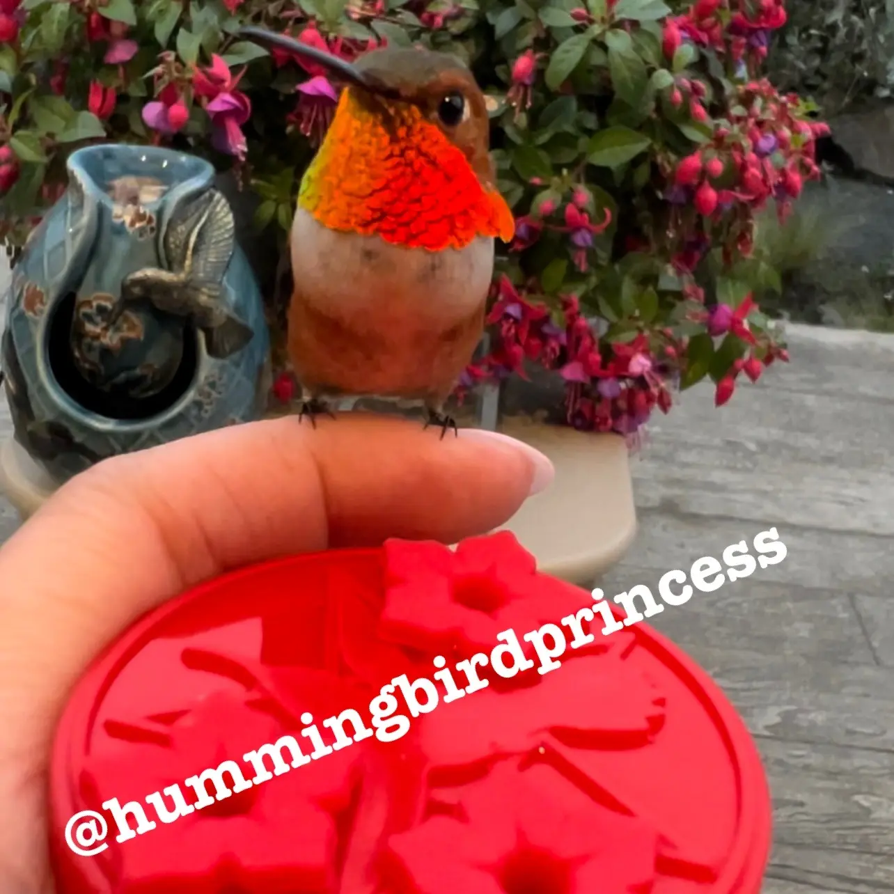 Personal Hummingbird hand feeder