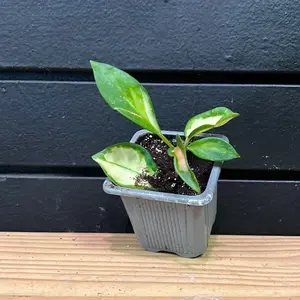 Hoya Tricolor 2 Inch Potted Plant
