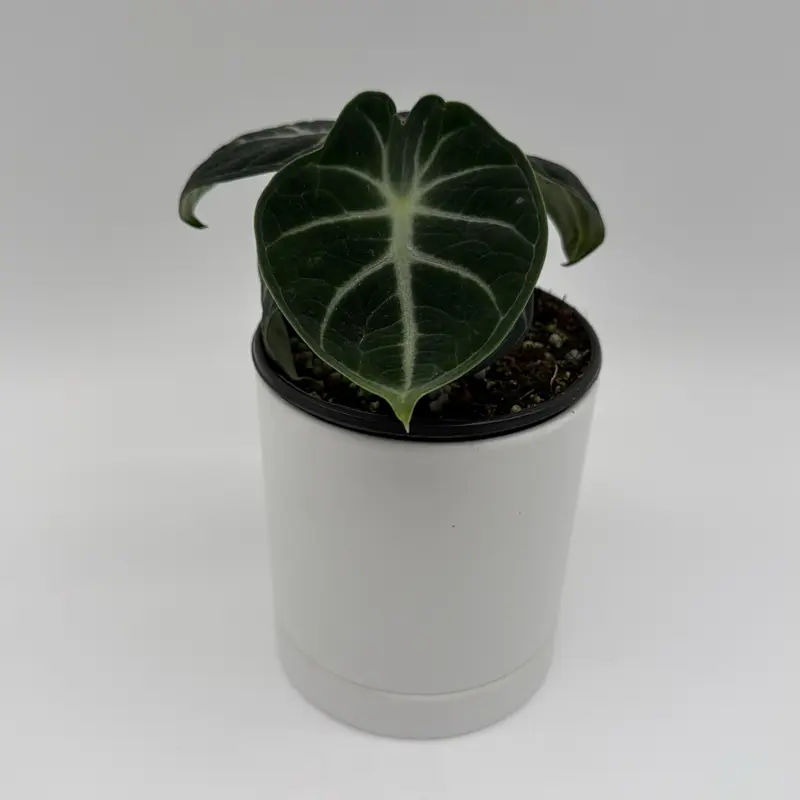 Alocasia Ninja 4" Pot - Rare Compact Tropical Houseplant with Deep Green Foliage & White Veins