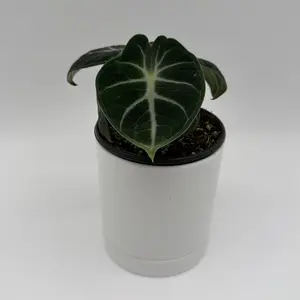 Alocasia Ninja 4" Pot - Rare Compact Tropical Houseplant with Deep Green Foliage & White Veins