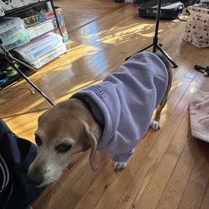 Comfrt Paws | Pastel Hoodie