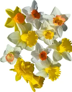 Mixed Large Cup Daffodils - Perennial Daffodil Bulbs - Assorted Colors Narcissus