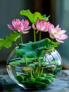 Premium 20-Piece Bowl Lotus Seed Pack – Transform Your Water Garden into a Vibrant Oasis with Beautiful Lotus Flowers. Ideal for Ponds, Water Features, and Container Gardens.
